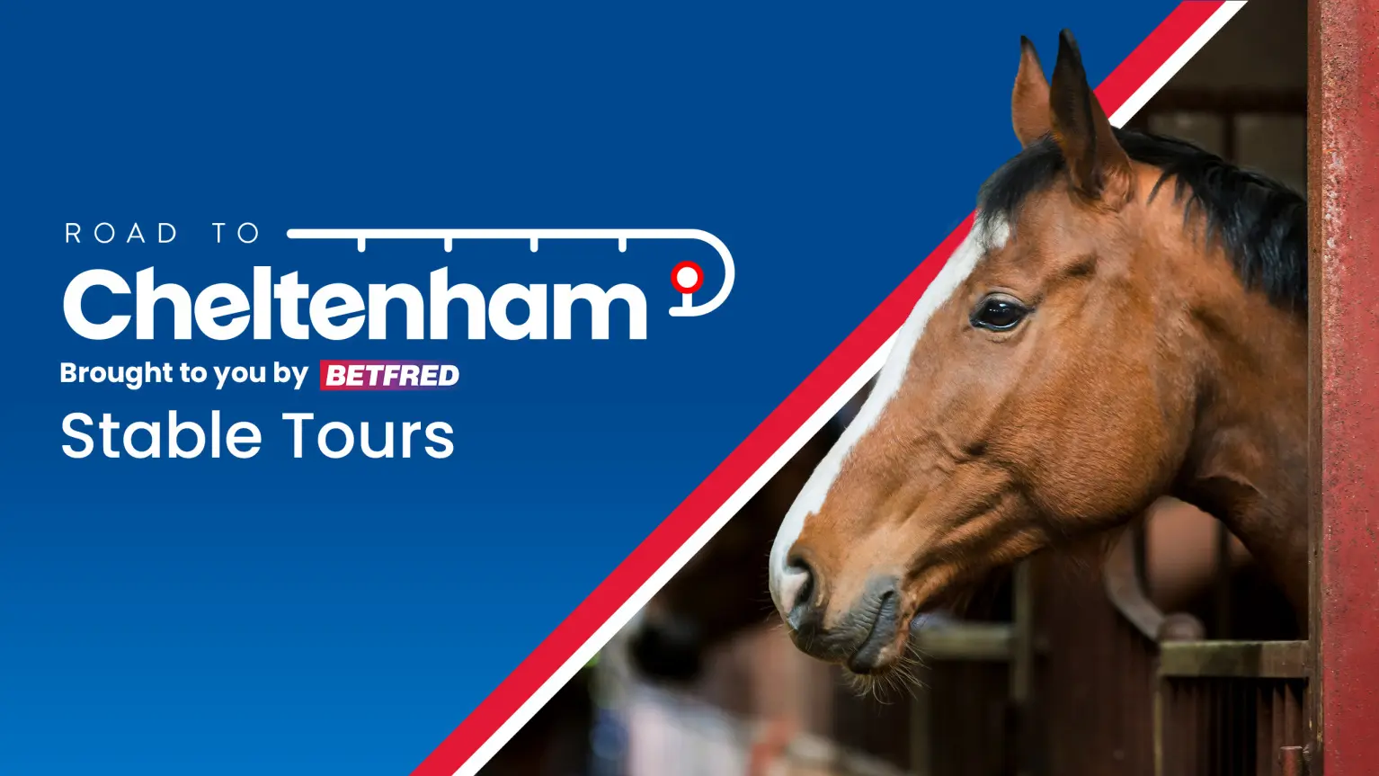 Cheltenham festival 2024 stable tours