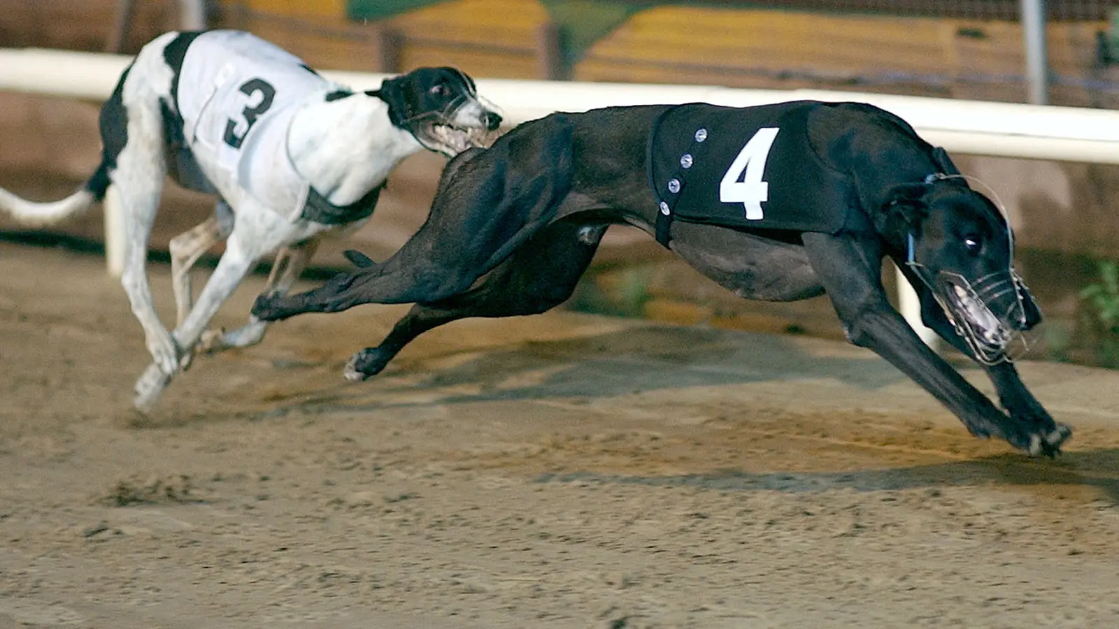 Greyhound 2