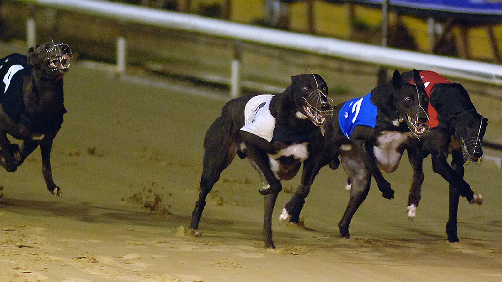 Greyhound 4