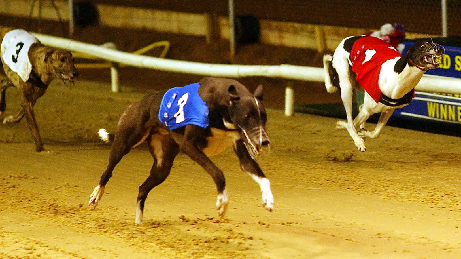 Greyhound generic 2