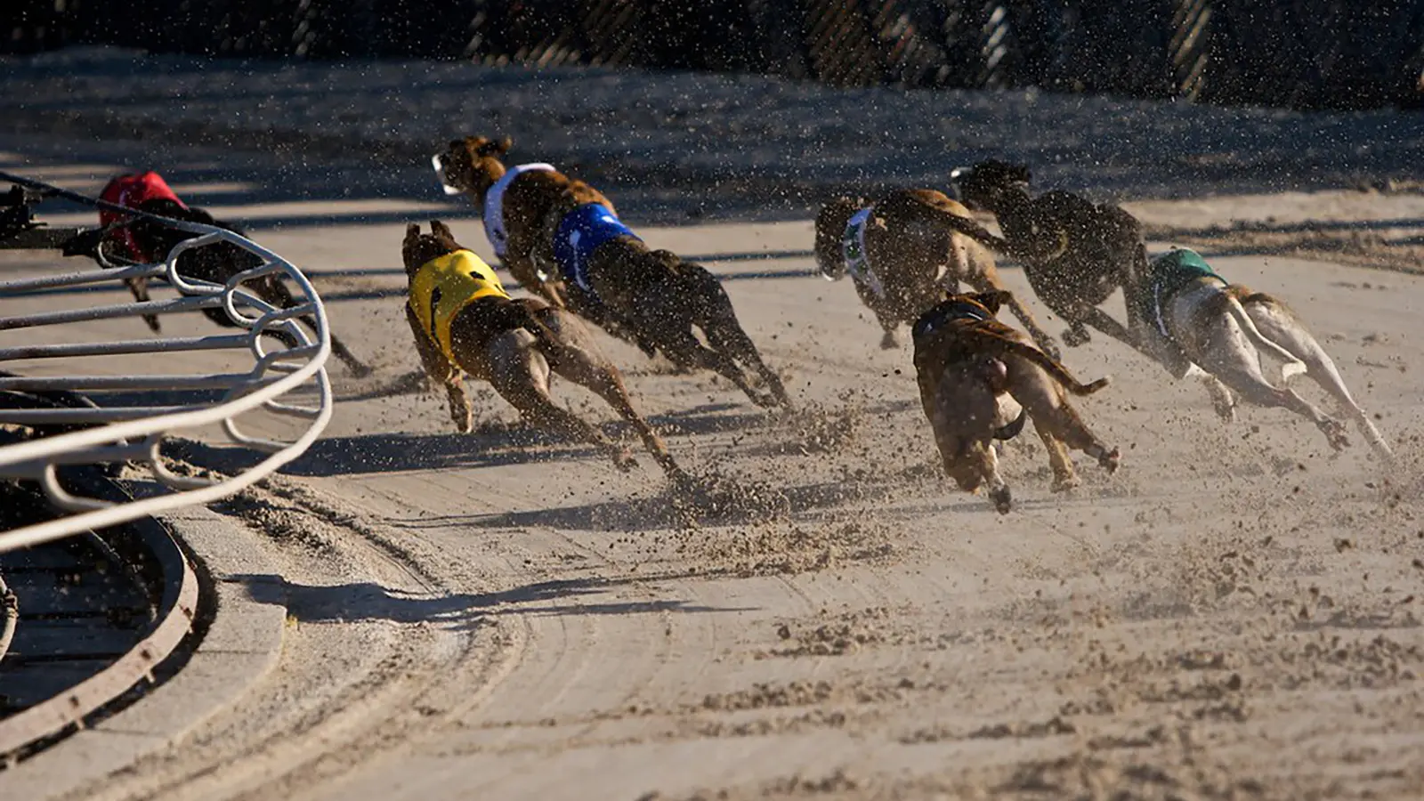 Greyhound generic
