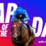 NAP of the Day: Easterby-trained gelding to put rivals to the sword 1600x900_NAP_ALAN