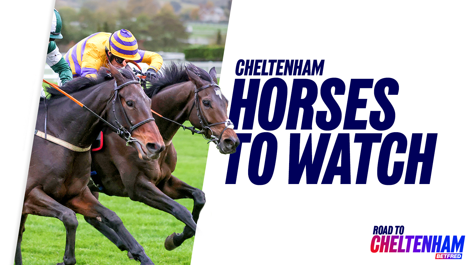 Road to cheltenham 2026 horse to watch