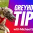 1600x900_greyhounds-2