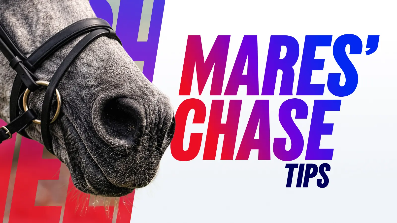 Horse_racing_cheltenham_insightsarticles_racepreviewtips_1600x900_v01-20