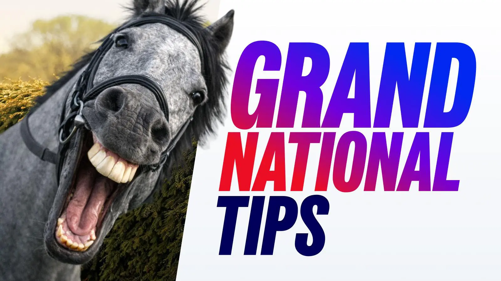 Grand national tips 2026