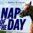 NAP of the Day Royal Ascot